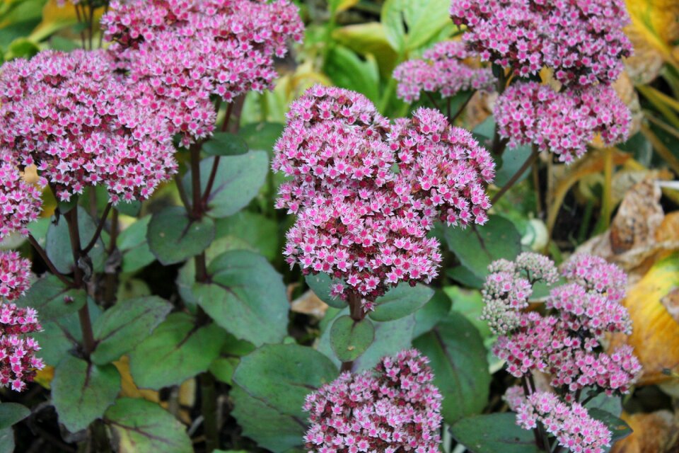 Flower nature garden