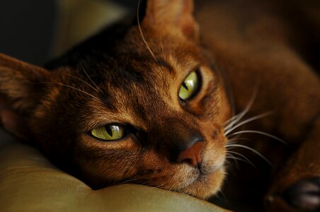 Koshkiabissintsy abissinskayakoshka cat looking