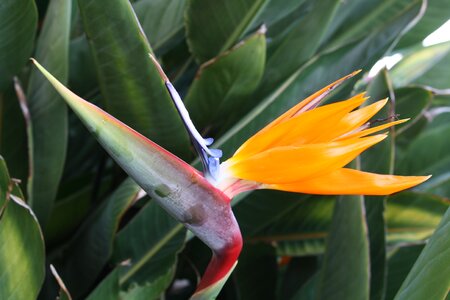 Tropical leaf exotic