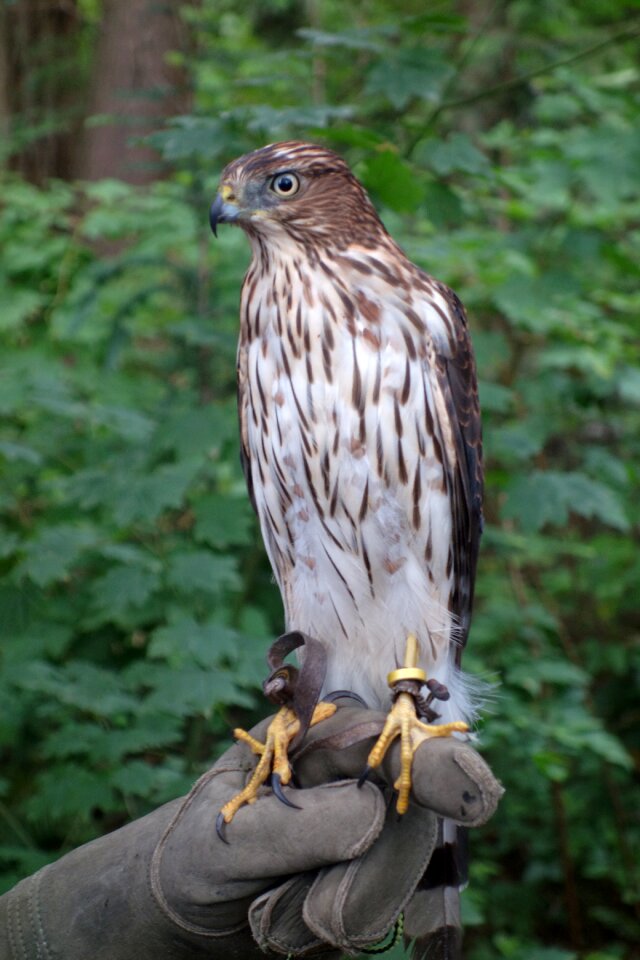 Wild animal bird of prey nature