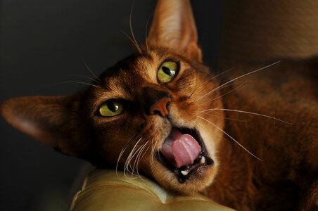 Koshkiabissintsy abissinskayakoshka cat looking