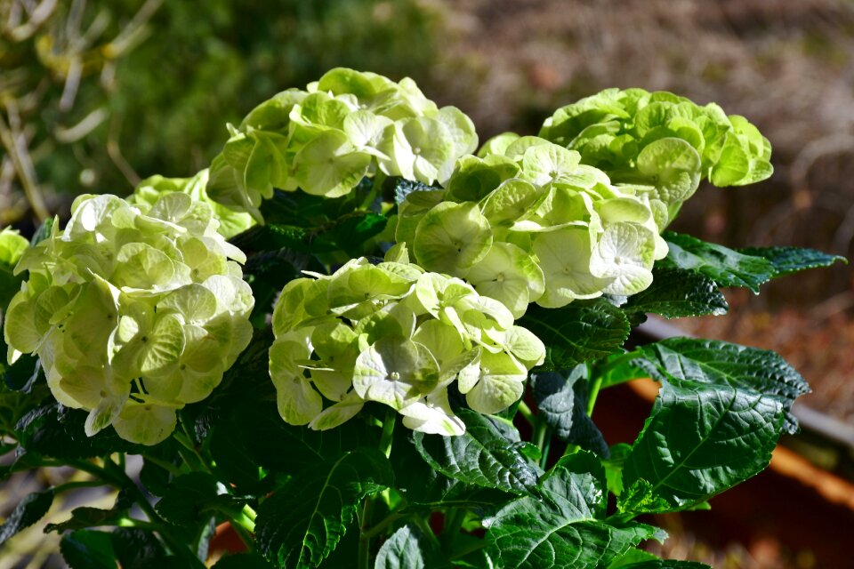 Green flower garden