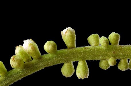 Flora macro tiny