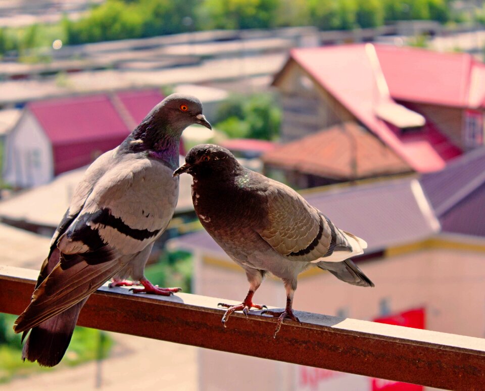 Summer balcony pigeons