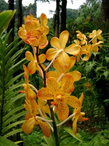 Flower orchideenblüte singapore