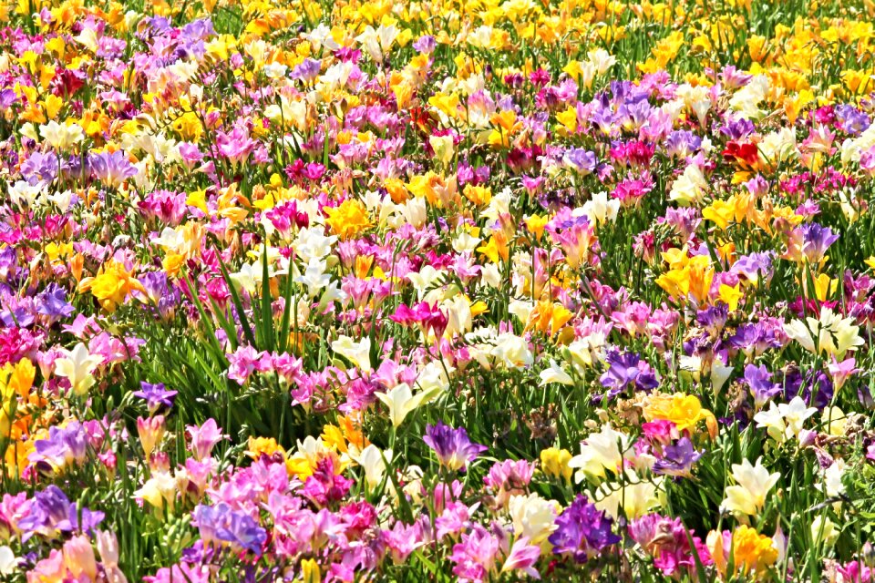 Blütenmeer colorful nature