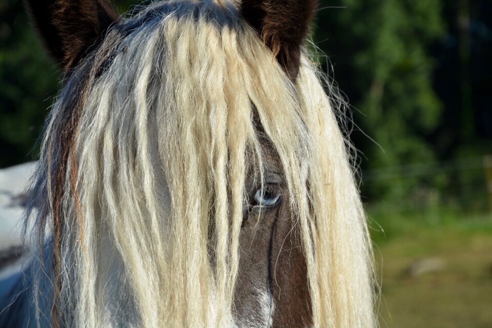 Horseback riding mane dressage