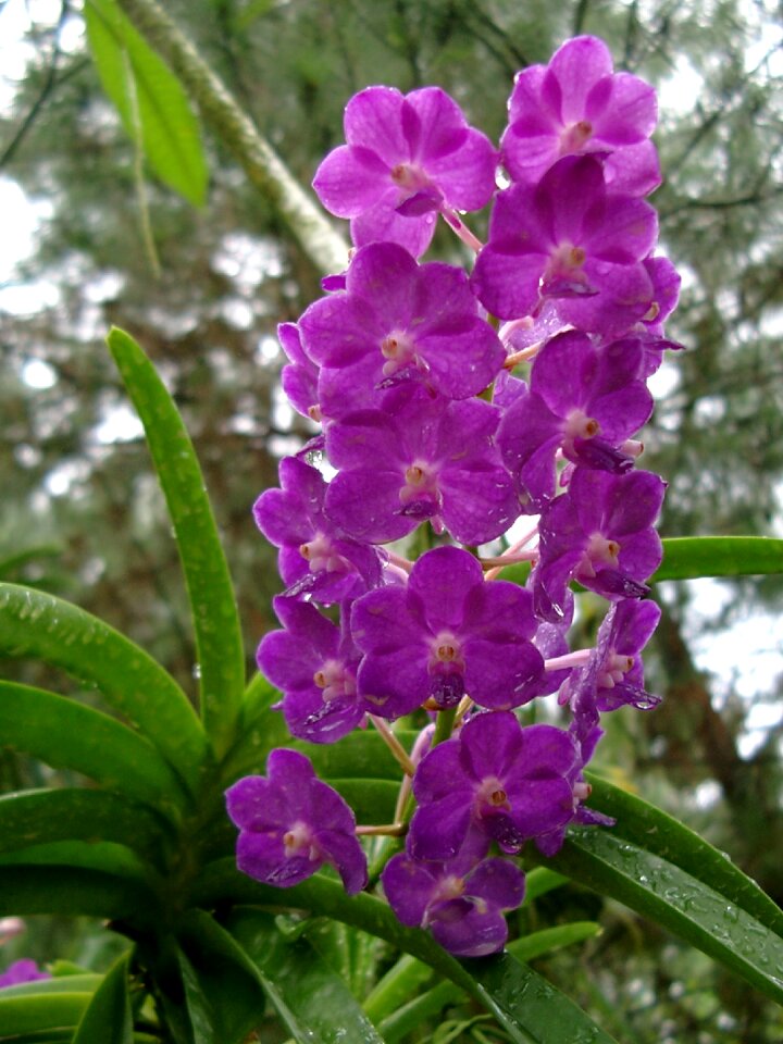 Flower orchideenblüte singapore