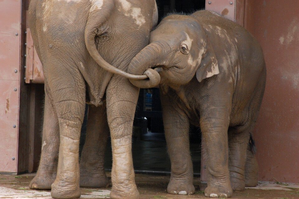 Ivory mammal any person not