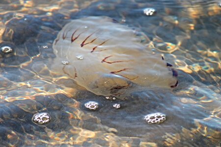 Gelatinous wabbelig sea animal photo