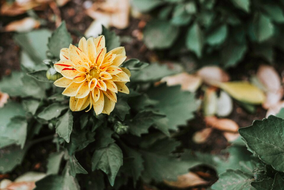 Nature blur flower photo
