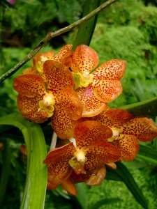Orchid flower orange polka dots photo