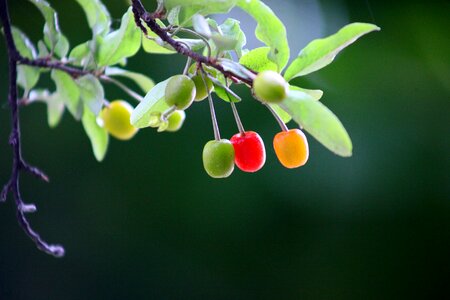 Fruit plants cherries