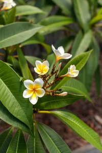 Frangipanni flower queens gardens townsville queensland
