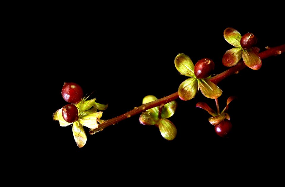 Flora macro tiny