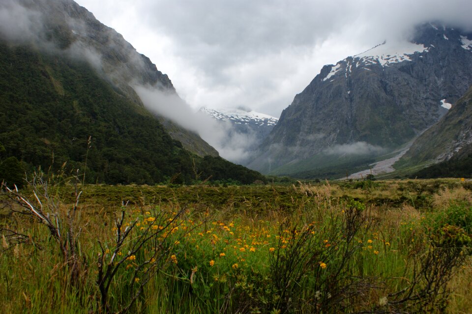 Fog flowers new zealand