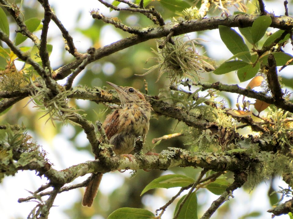 Wildlife tree brown and tan