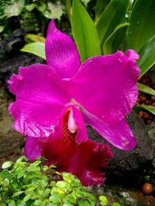 Orchid flower violet