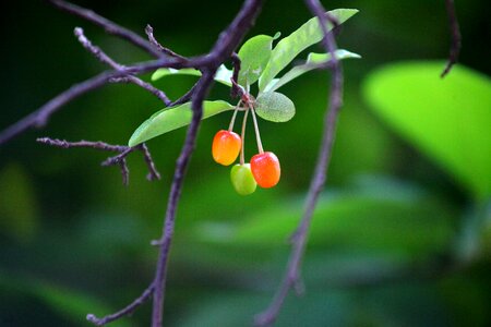 Fruit plants cherries