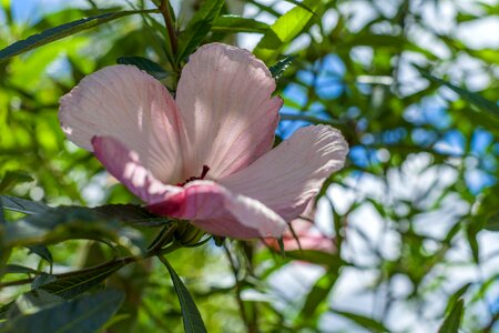 China rose hawaiian hibiscus townsville garden photo