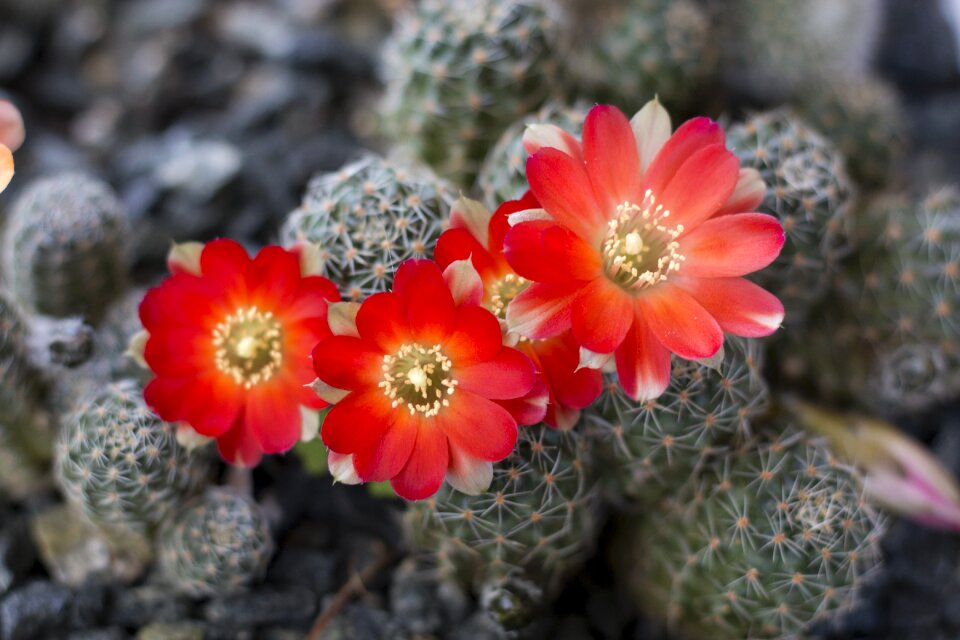 Plant red flower nature