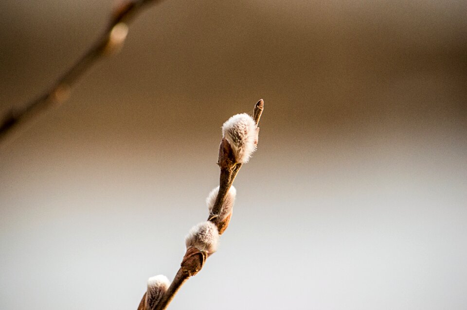 Spring spring awakening willow catkin