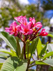 Pink and white flowers queens gardens townsville queensland photo