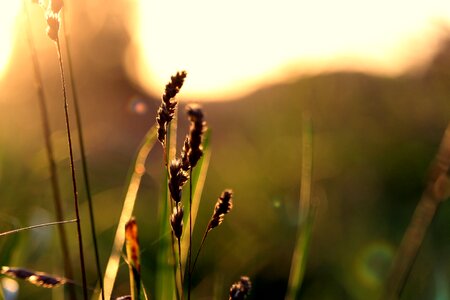 Grass closeups grasses