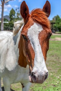 Riding farm animal photo