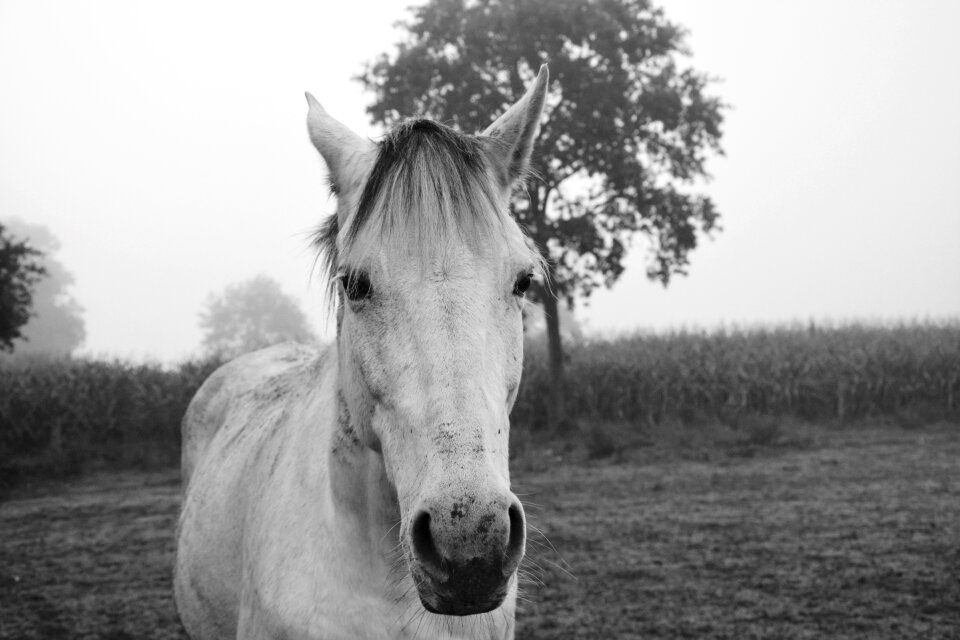 Nature animal prairie