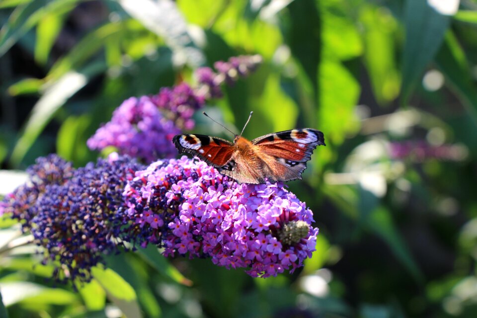 Insect flower garden