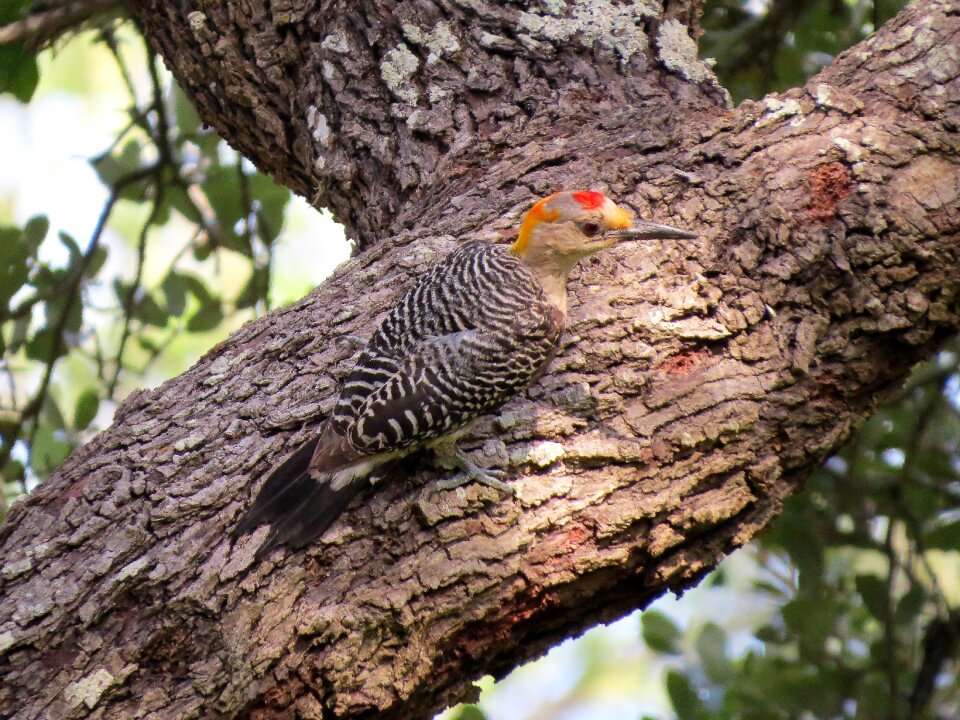 Colorful woodpecker wildlife