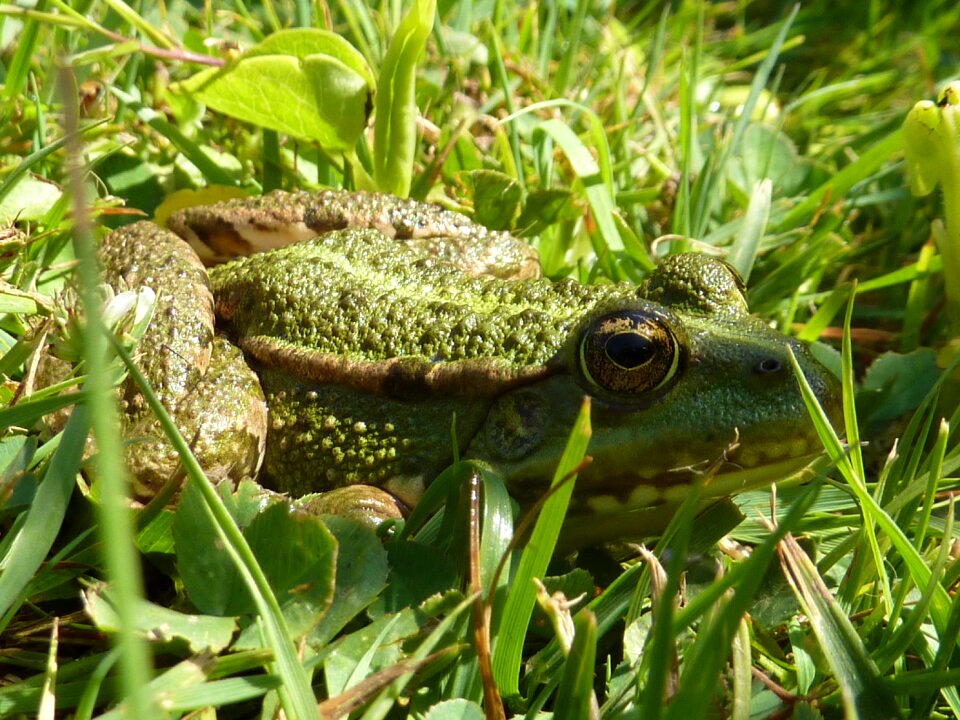 Amphibian nature green photo