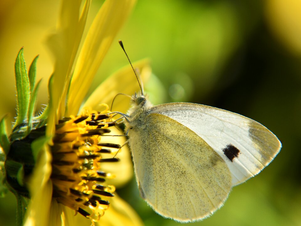 Close up insect nature