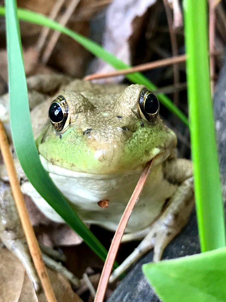 Eyes nature reptile