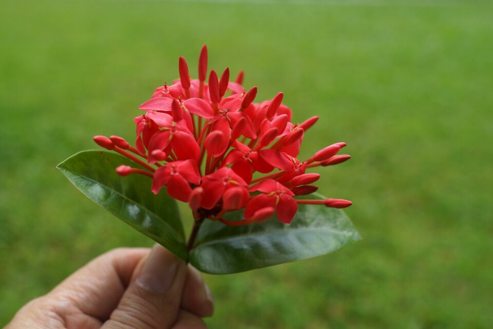 Temple tree nature flowers