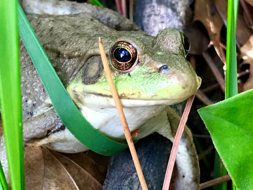 Eyes nature reptile