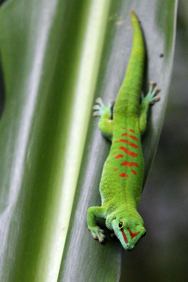 Nature animal gecko