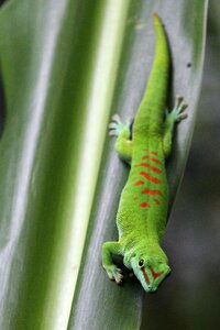Nature animal gecko