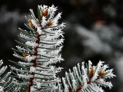 Pine branch branch pine-needle photo