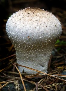 Forest floor lycoperdon perlatum lycoperdon photo