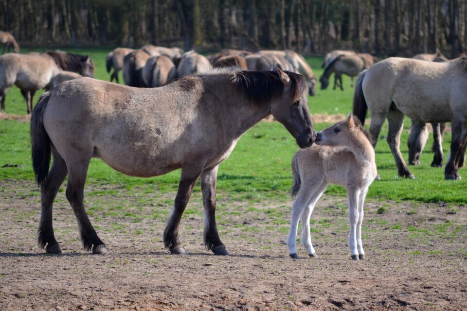 Wild horses mare and foal dülmen germany