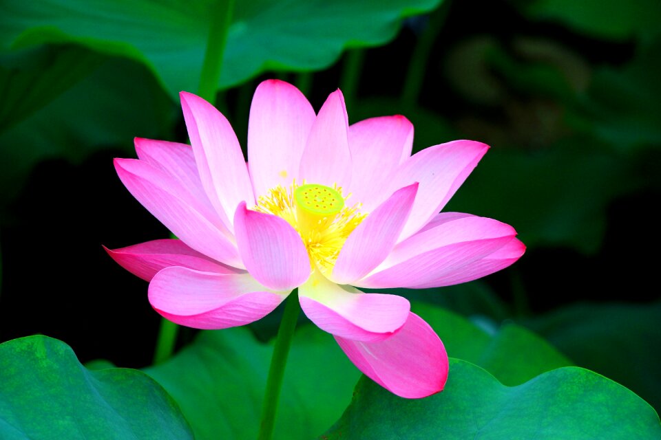 Lotus in full bloom Free photos