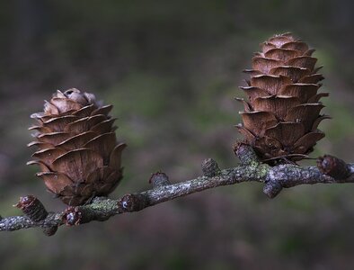 Pine greenhouse forest conifer photo