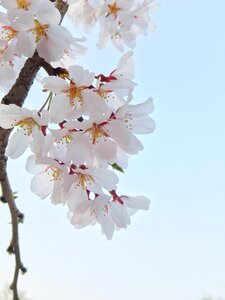 Spring cherry blossom flowers