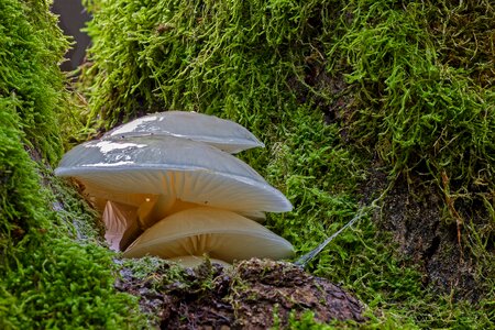 Agaric forest mushroom white mushroom photo