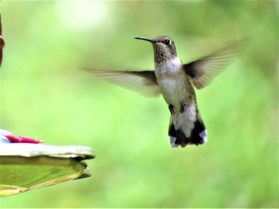 In flight close up humming bird