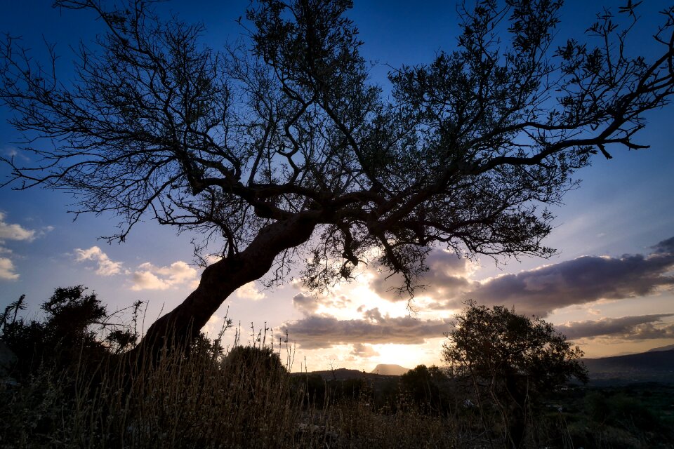 Panorama dawn olive tree