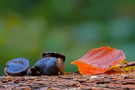 Tree fungus beech leaf european beech leaf photo