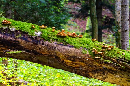 Log small mushroom sponge